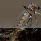 Illustration for article titled Millions Of Mutated Mosquitoes Could Be Unleashed In Florida—On Purpose